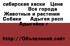 l: сибирская хаски › Цена ­ 10 000 - Все города Животные и растения » Собаки   . Адыгея респ.,Адыгейск г.
